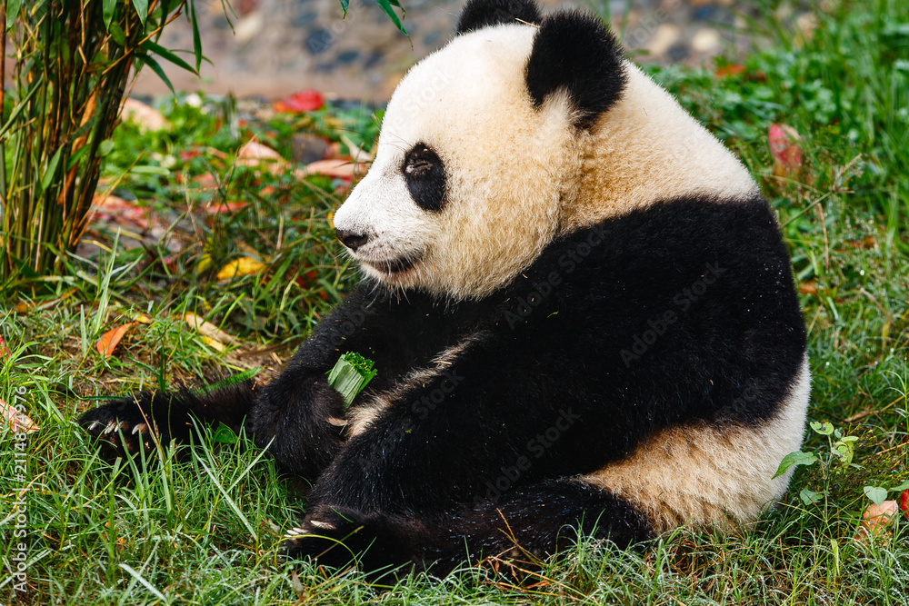 Obraz premium Giant panda bear eating