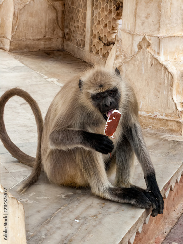 Photography Black faced Langer monkey sits and eats a stolen icecream pop