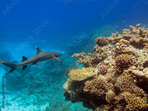 Photography Whitetip Reef Shark ,  Triaenodon Obesus,   Great Barrier Reef Australia