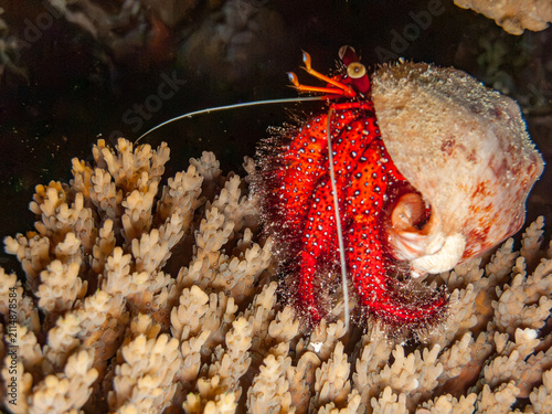 Photography Hermit crab at night Great Barrier Reef Australia