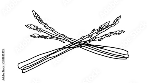 Illustration of asparagus bundle white background.