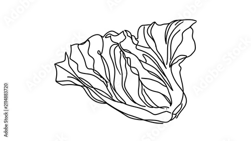 Illustration of leafy cabbage on white background.