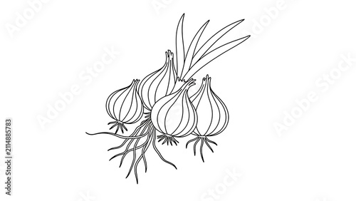 Hand drawn onion bulbs with green leaves white background.
