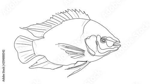 Line art fish illustration on white background.