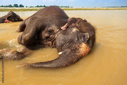 Fotografie Asian elephants (Elephas maximus) bathing in a river.