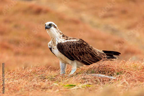 An Osprey (Pandion haliaetus) stands on dry grass with a fish.