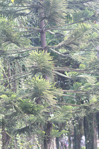 Majestic tree in a lush green forest with natural sunlight, showcasing a peaceful woodland landscape and rich biodiversity