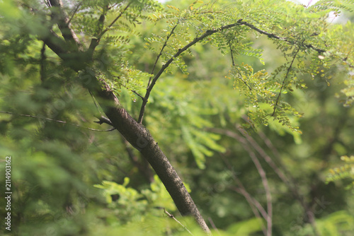 Majestic tree in a lush green forest with natural sunlight, showcasing a peaceful woodland landscape and rich biodiversity
