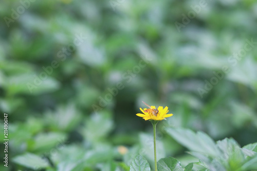 Beautiful colorful flowers in full bloom with delicate petals, showcasing natural floral beauty in a vibrant garden setting