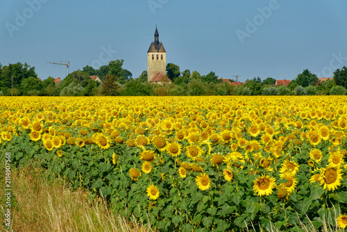 Buch (Tangermünde) am Morgen im Sommer