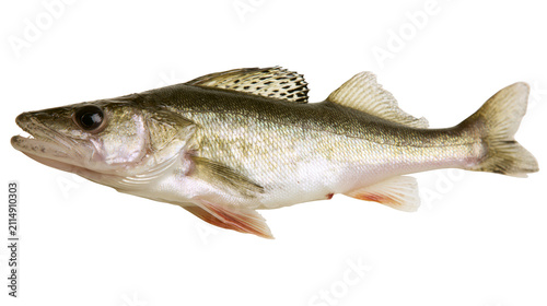 Fotografie Single walleye fish with speckled dorsal fin, isolated on transparent background