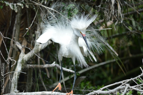 фотографія Snowy egret (Egretta thula) in breeding plumage.