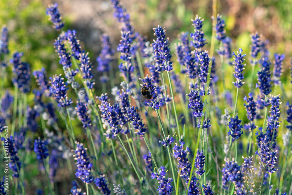 Obraz premium Tranquil lavender field in summer sunlight with striped bumblebee on flower. Relaxation and wellness