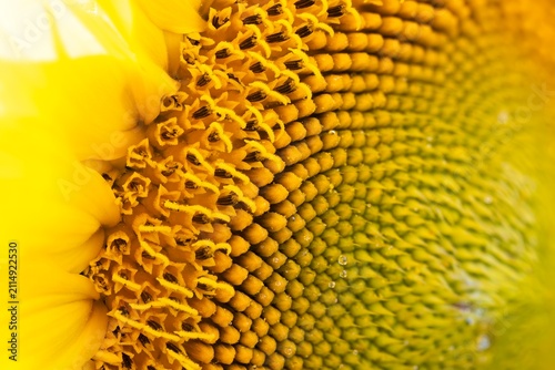 Cuadro en lienzo Extreme macro detail of a yellow sunflower center, known as Helianthus annuus