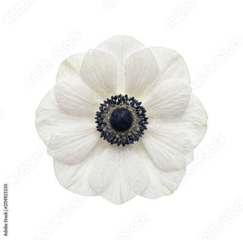 Принти на полотні Elegant white anemone png pristine botanical blossom cutout detailed floral anem