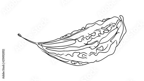 Detailed line art of a leaf on white background.