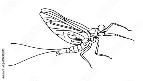 Detailed line art of a mayfly on white background.