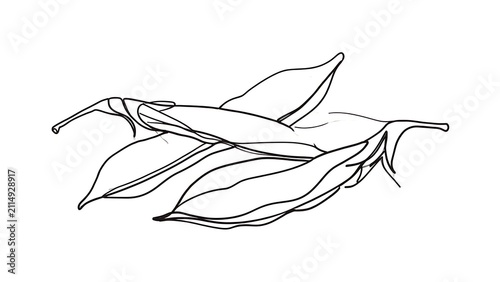 Eucalyptus leaves illustration on white background.