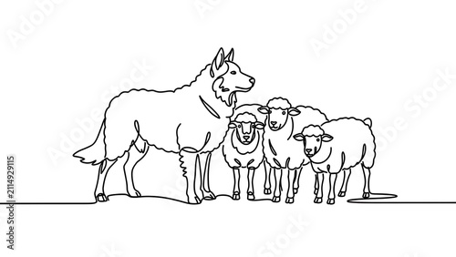 German Shepherd guarding sheep on white background.