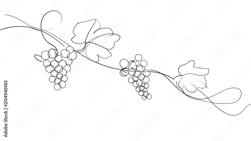 Obraz premium Elegant grape vine sketch on white background.