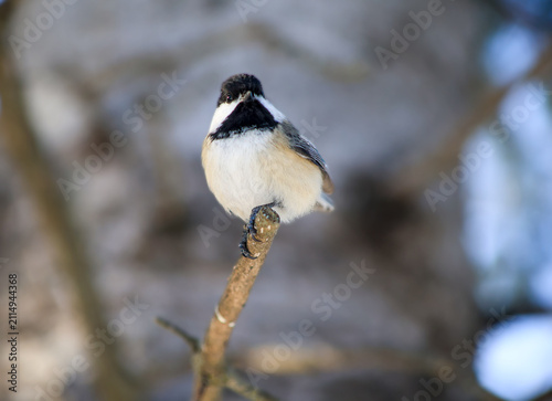Foto Black-capped Chickadee Perched on a Small Branch in Winter