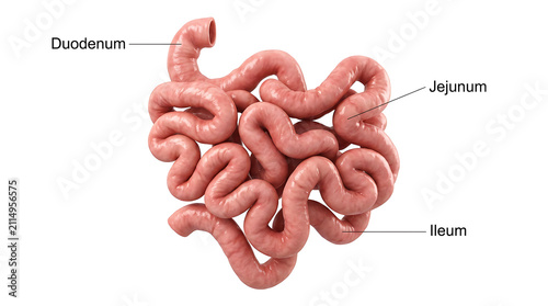 Human small intestine anatomy diagram showing duodenum, jejunum, and ileum
