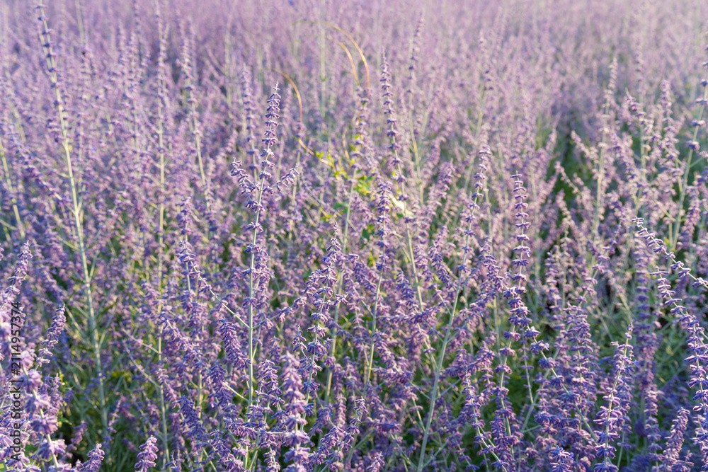 Fototapeta premium Russian sage flowers closeup, Perovskia atriplicifolia ornamental violet blossoms