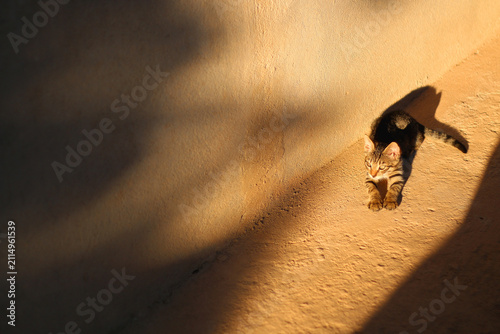 Photography Cute cat in a Mediterranean garden. Selective focus.