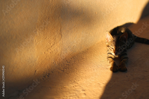 Fotografie Cute cat in a Mediterranean garden. Selective focus.