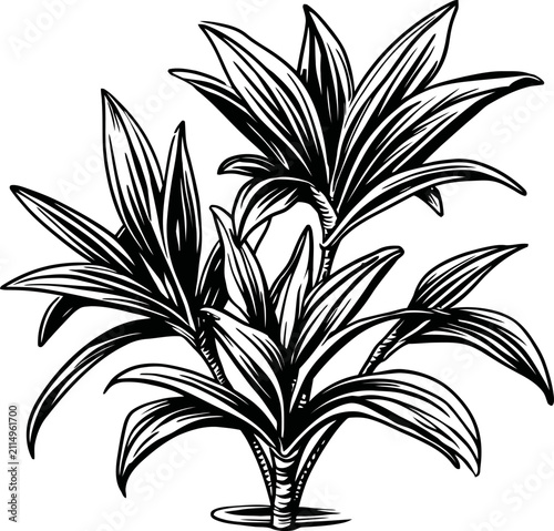 Illustration of a tropical dracaena plant with long, pointed leaves in black and white line art style, botanical drawing