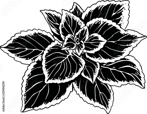 Stylized black and white illustration of a leafy plant with prominent veins and textured edges, nature inspired botanical design
