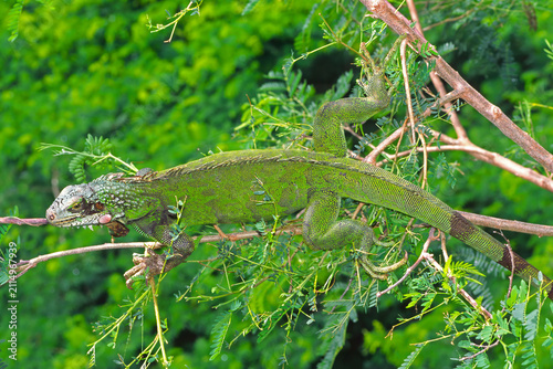 Fotografía Green Iguana, Iguana iguana, in a tree branch.