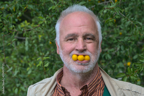 Obraz na plátne A friendly, gray-haired senior man enjoys a playful summer moment in his green garden, posing with three ripe, yellow plums creatively held in his mouth
