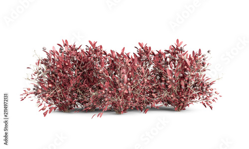 Long red bush hedge isolated on white background