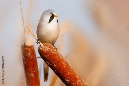 Beautiful male bearded tit perched on a bulrush looking right in golden light