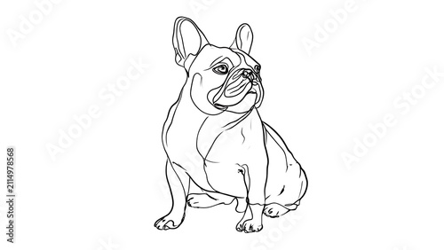 French Bulldog line art illustration white background.