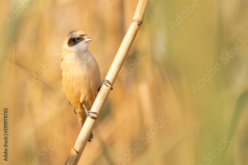 Cute Eurasian penduline tit sitting on a dry yellow reed stem in its natural habitat