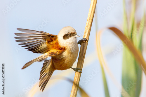 Dynamic shot of an Eurasian penduline tit with spread wings perched on a reed