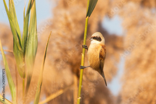 Eurasian penduline tit perched on a green reed stalk against a warm blurred background