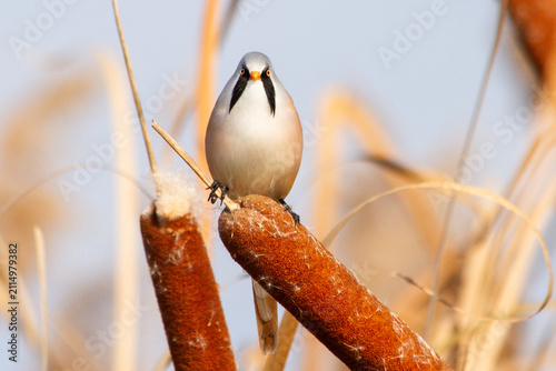 Funny male bearded reedling with a black mustache looking directly at the camera