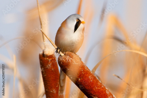 Male bearded reedling sitting on a brown fluffy cattail looking to the side