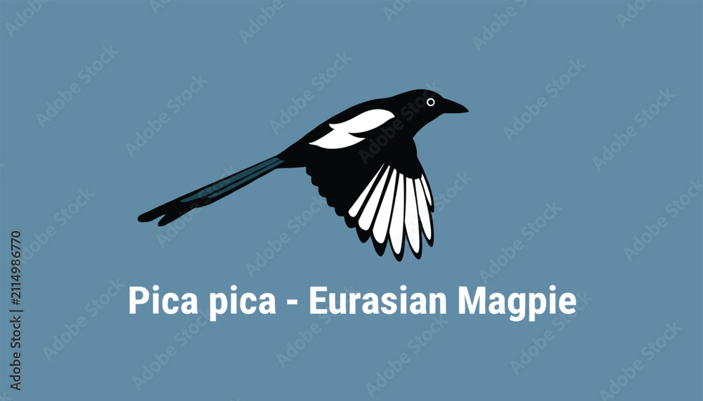 Fototapeta premium Detailed illustration of a Eurasian Magpie bird flying across a solid blue background with scientific name.