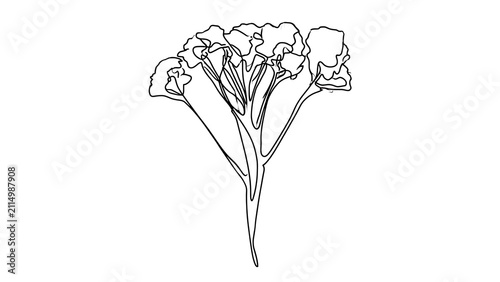 Elegant line art flower bouquet white background.