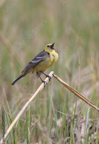 Konstfotografi Citrine Wagtail - male bird at a wetland in spring