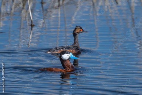 Ruddy Duck (Oxyura jamaicensis; front) and Black-necked or Eared Grebe (Podiceps nigricollis) in Klamath Basin National Wildlife Refuge