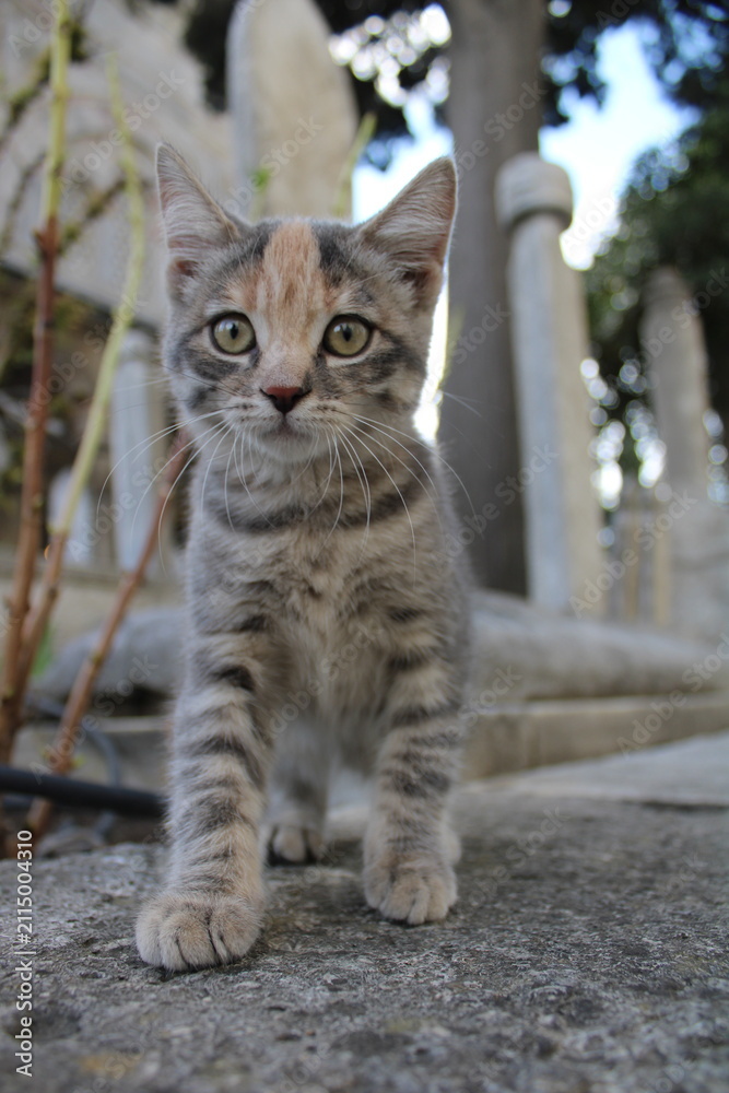 Naklejka premium Cats