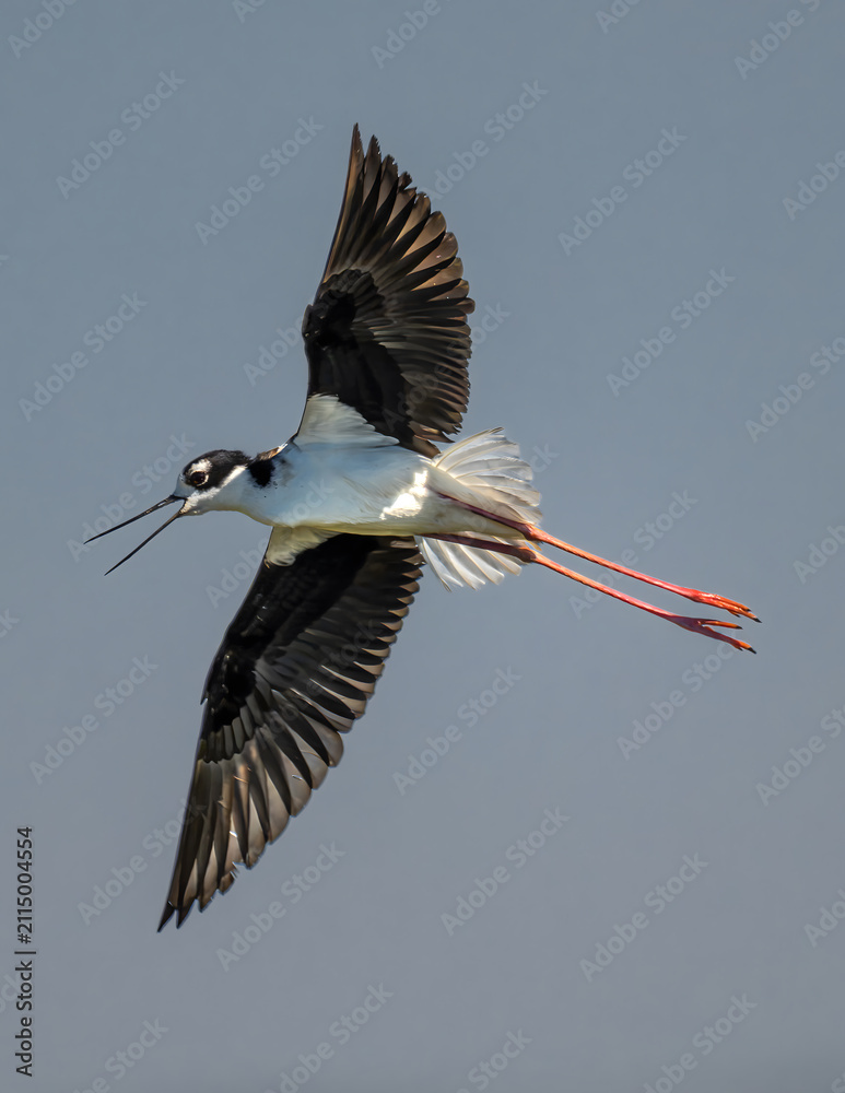 Obraz premium Pied Avocet (Recurvirostra avosetta) in Klamath Basin National Wildlife Refuge