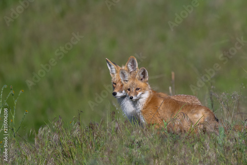 Young American Red Fox and Mother (Vulpes vulpes fulva) in the Palouse
