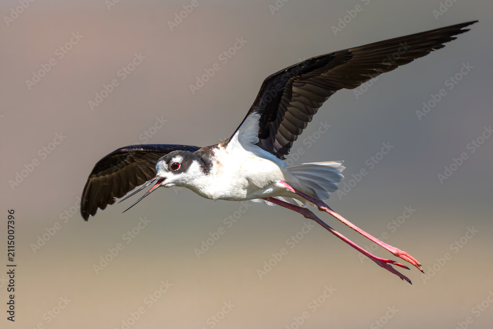 Obraz premium Pied Avocet (Recurvirostra avosetta) in Klamath Basin National Wildlife Refuge