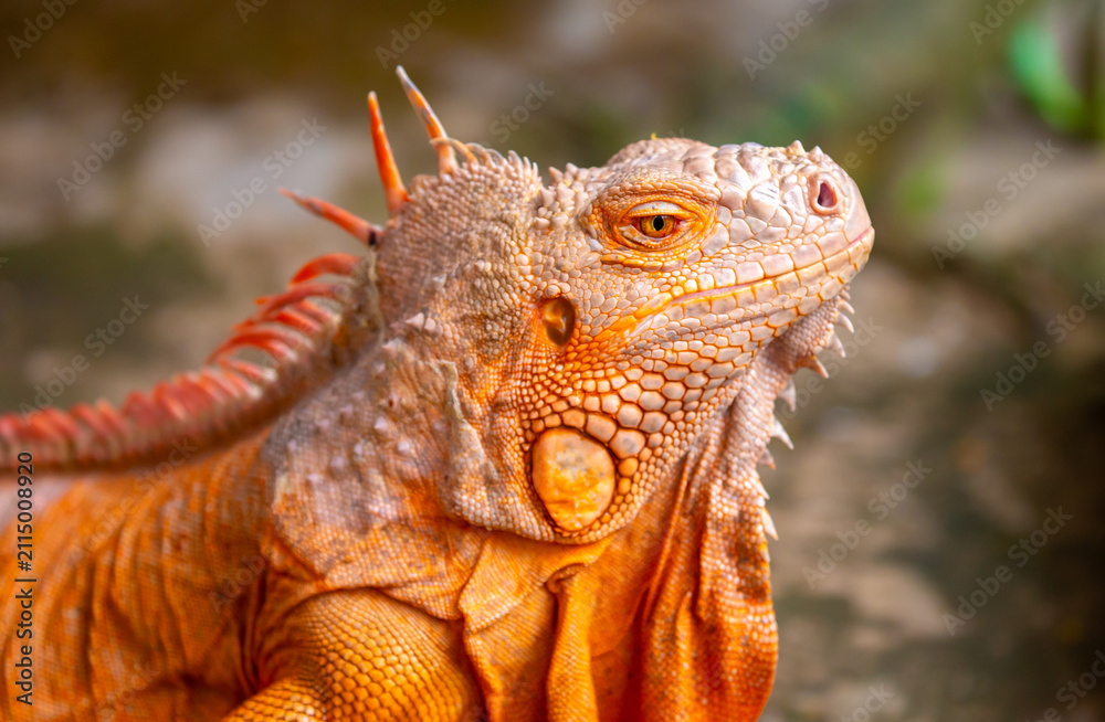 Fototapeta premium A close-up of an iguana. A beautiful, multicolored lizard with vibrant, colorful skin. An exotic, tropical animal.